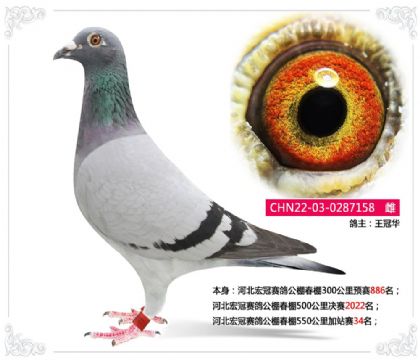 河北宏冠赛鸽公棚春棚550公里加站赛34名 雌