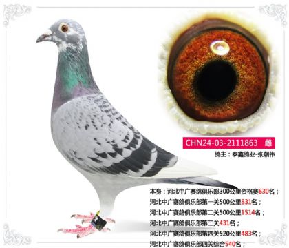 泰鑫鸽业-张朝伟-河北中广赛鸽俱乐部四关综合540名 雌