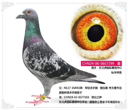 东北虎国际赛鸽中心 私环种鸽299 雄