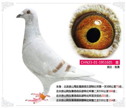 北京房山翔友赛鸽俱乐部特比环第三关550公里154名 雄