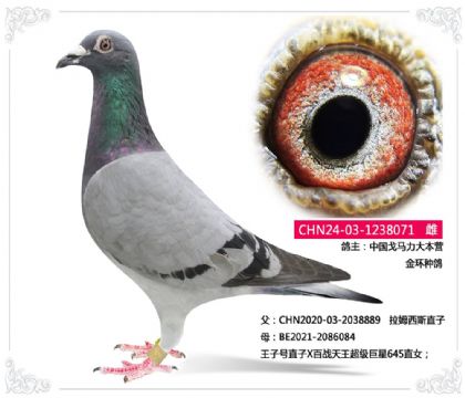 中国戈马力大本营 金环种鸽 071 雌