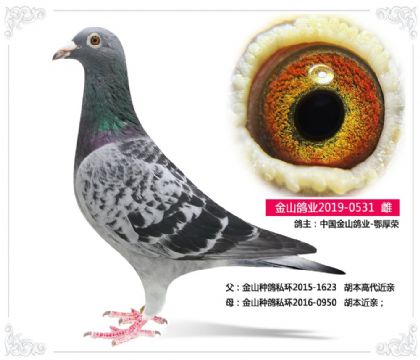 中国金山鸽业-鄂厚荣----胡本531 雌