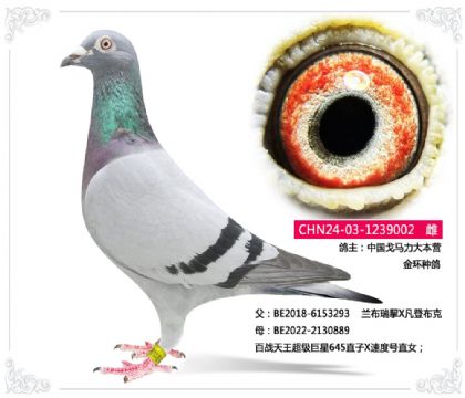 中国戈马力大本营 金环种鸽002 雌