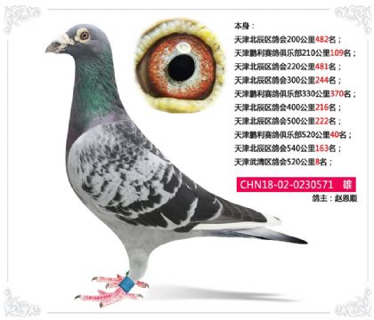 天津武清区鸽会520公里8名 雄