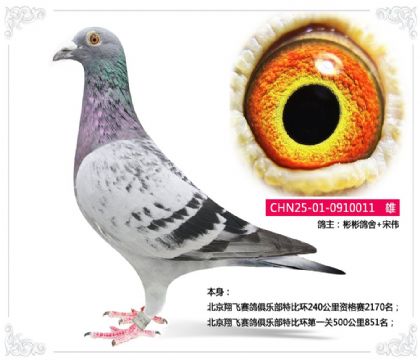 彬彬鸽舍--特比环第一关500公里851名 雄