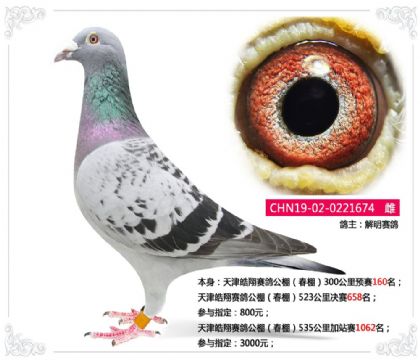 天津皓翔赛鸽公棚(春棚)523公里决赛658名 雌