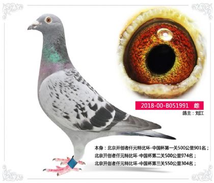 刘江--北京开创者仟元特比环-中国杯第三关550公里304名