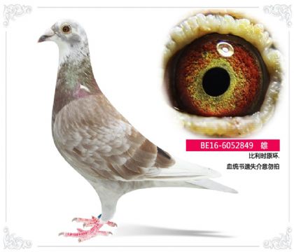 比利时原环.血统书遗失介意勿拍849 雄