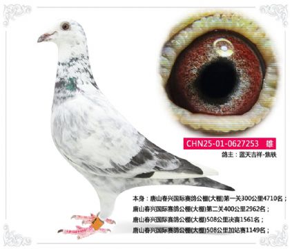 唐山春兴国际赛鸽公棚(大棚)508公里决赛1561名 雄