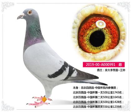 北京百鸽园-中国杯第四关550公里1239名 雌