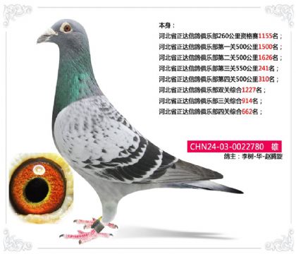 河北省正达信鸽俱乐部四关综合662名 雄