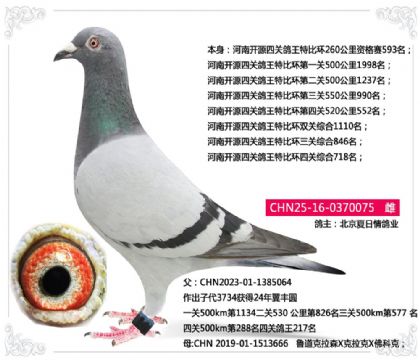 北京夏日情鸽河南开源四关鸽王特比环四关综合718名 雌