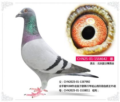 北京夏日情鸽业----哈利642 雄
