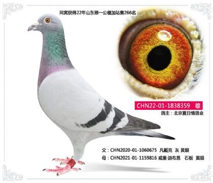 北京夏日情鸽业--威廉·迪布恩X凡戴克 359 雄