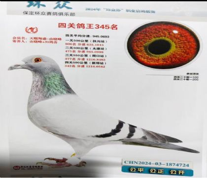 保定环众赛鸽俱乐部四关综合345名 雄