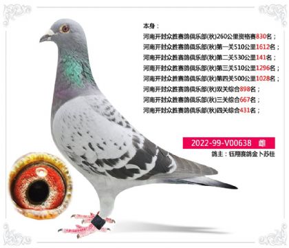 河南开封众胜赛鸽俱乐部(秋)四关综合431名 雌