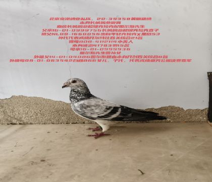 ��ĸ�ǳ��Ǹ�ҵ��������ͼ��˹�������۸�ҵ