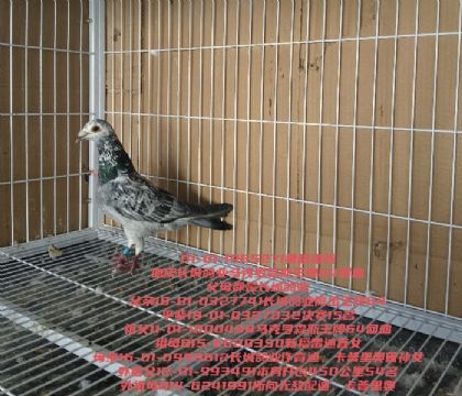 ���Ǹ�ҵ����64Ѫͳ���Ҳ����˽�������