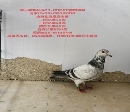 ������ŵ��˹ԭ���俨���İ�48���854