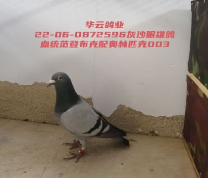 ���ǲ��������ƥ��003