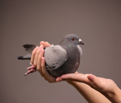 �ж����������Ů  ��������