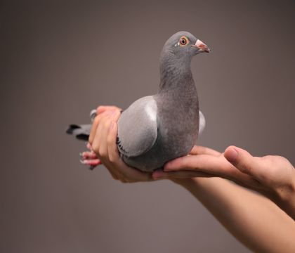 ���ض�ֱ���������ֱ��Ů