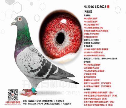 5�游NL2016-1525623ͼ