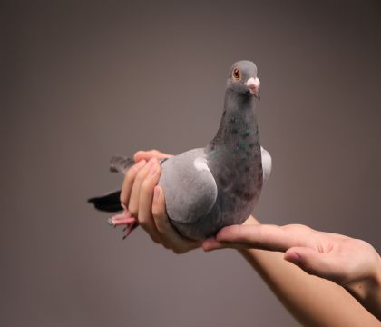 ���ض�ֱ�ӡ����ƻ��ض�ֱŮ