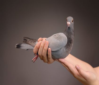 ����ƥ���Z�Lֱ���ֱ��Ů   ��������