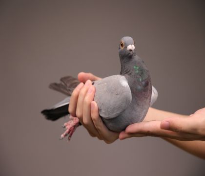 ��ŷ�߿���484ֱ�ӡ�ֱŮ  ��������