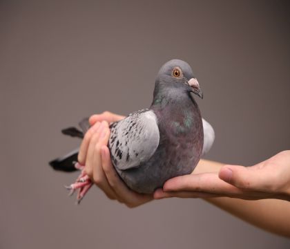 �����ֱ�������Ů ��������