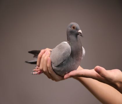 �ȶ����ϡ�������ض��ȶ���