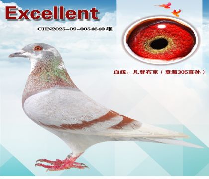 ���ǲ���.���305ֱ��