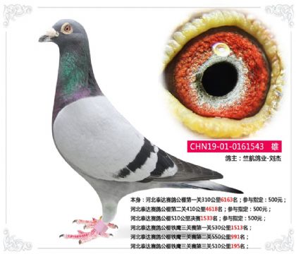 �ӱ�̩�����빫����ӥ������������510����195��   ��