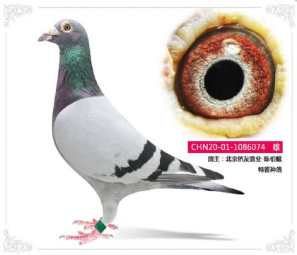 �������Ѹ�ҵ-�²�ܲ     �����ָ�074   ��	