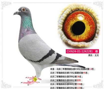��������������ֲ�300�����Ǿ�   ��	