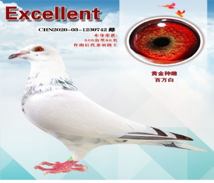 �ƽ��ִƣ������