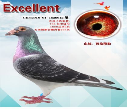 �ƽ�����,��������