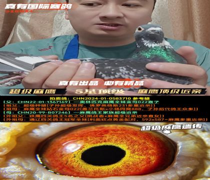 ����ӥ�������׻�Ѫ����ĸ022����ֱ��