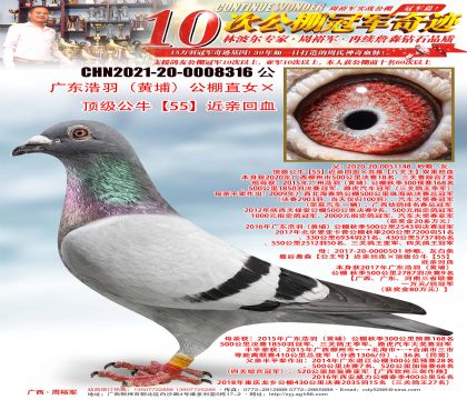 �㶫���𣨻��ң�����ֱŮ��������ţ��55�����׻�Ѫ