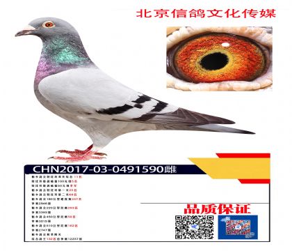 ˫�ظ���11��