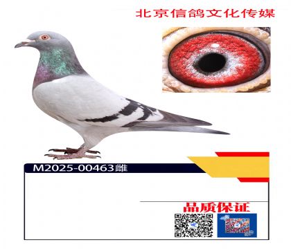 �ն�������X�Ǳ� 463