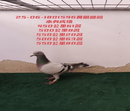 ��ٹ���8��20��60��61��