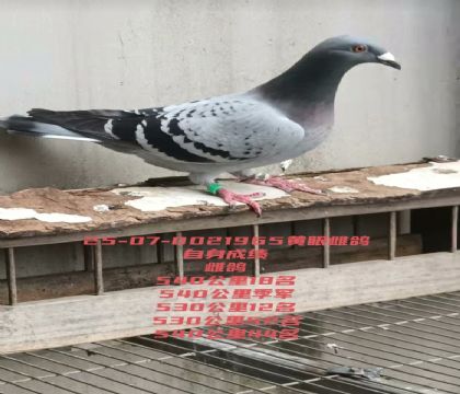 540���＾��
540����18��