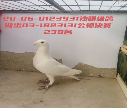 �������238������