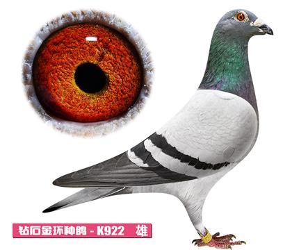 ��˹��-��������K922