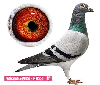 ��������˹-�K923