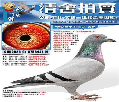 �����˹����913�š���������鵴����487�š� ������С��