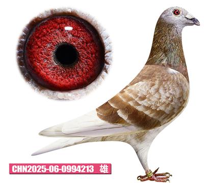 ���ǲ���-�ú�����213