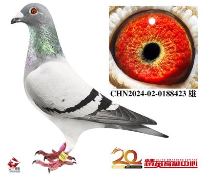 �Ǳ��������롰����š���ߴ�����